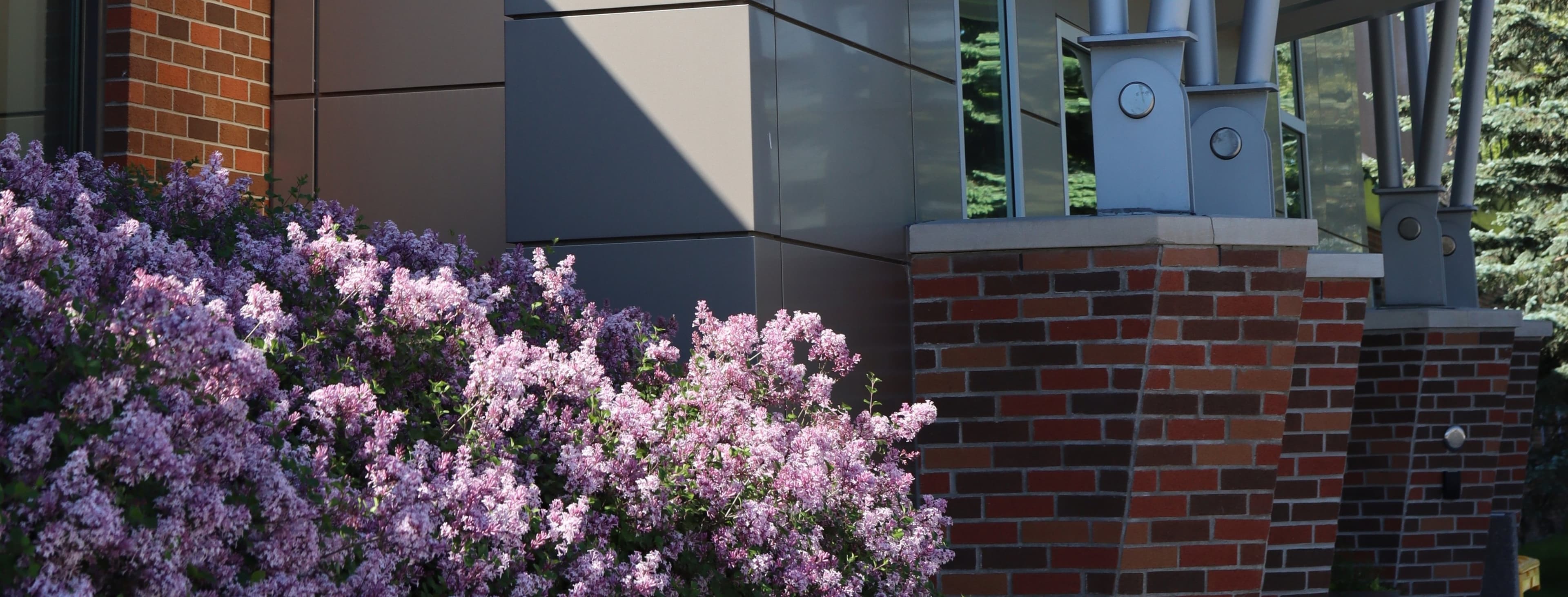 pink and purple flowering bush